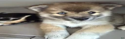 Pomsky dogs for sale: Princess - Ad 3