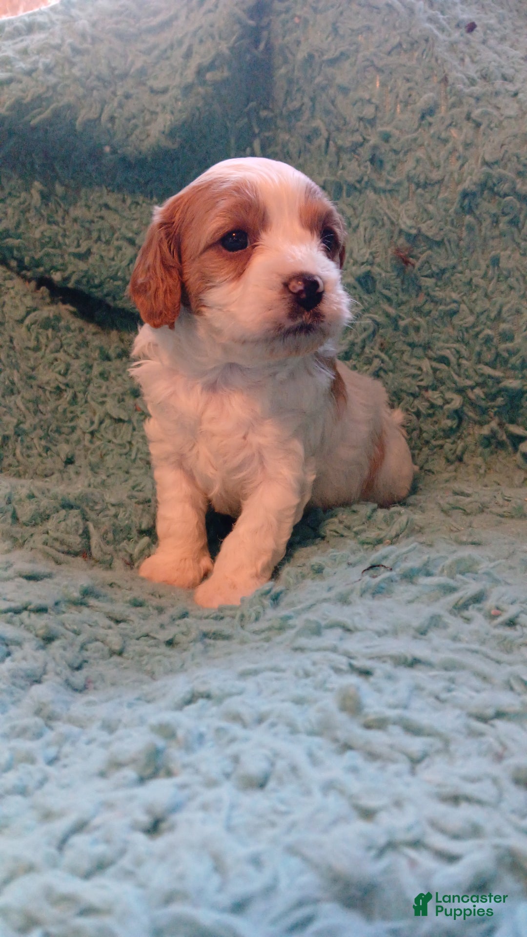 Cavapoo dogs for sale: Teddy Jr.  - Ad 10