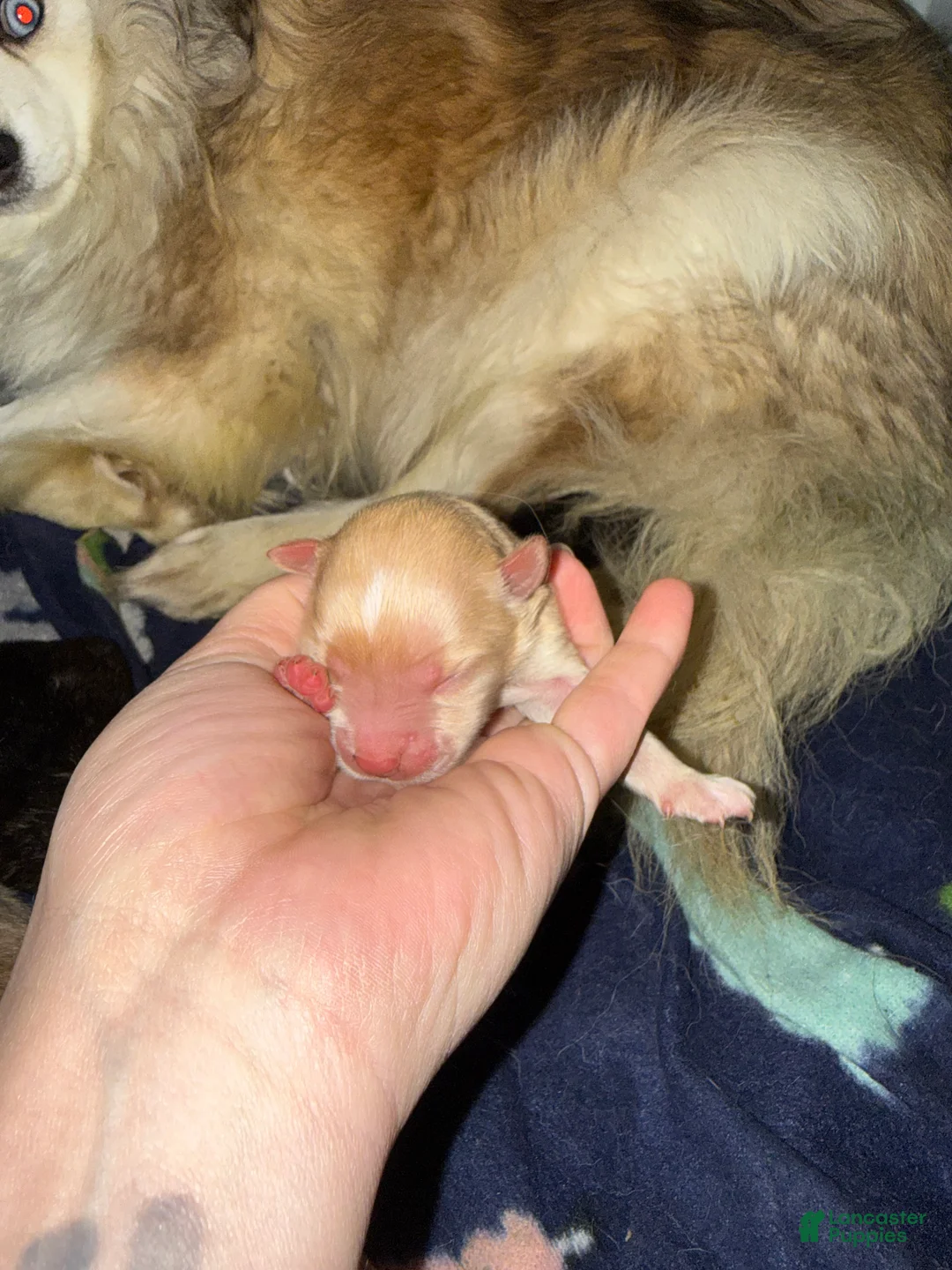 Pomsky dogs for sale: Simba Pomsky Puppy 3 - Ad 13