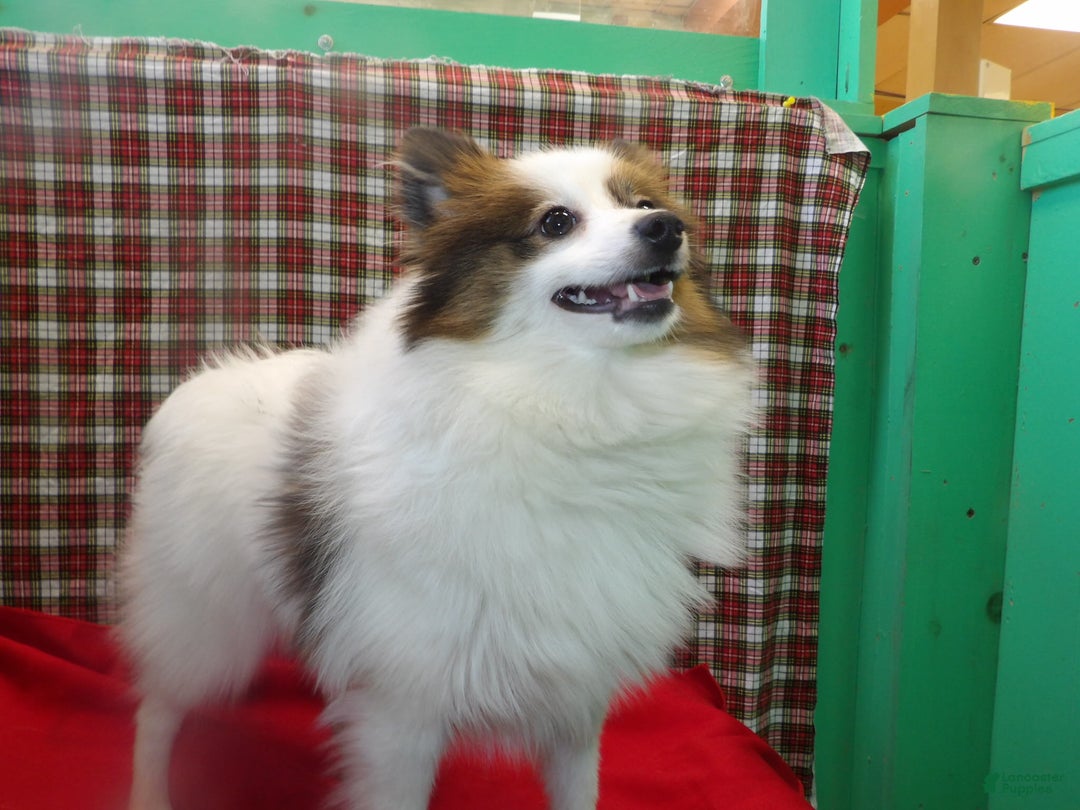 Pomeranian dogs for sale: Candy - Ad 4