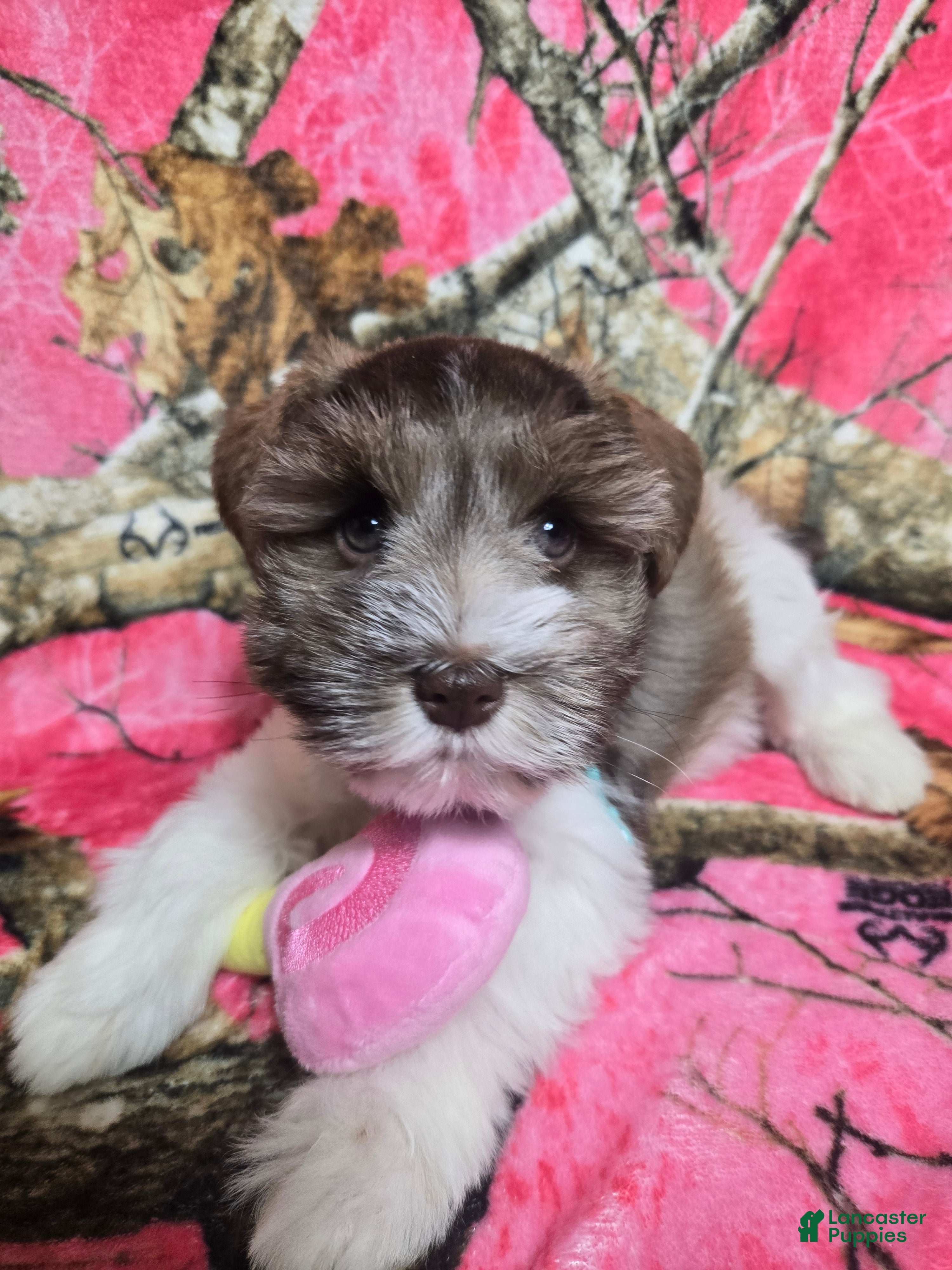 Miniature Schnauzer dogs Twix - Ad 15