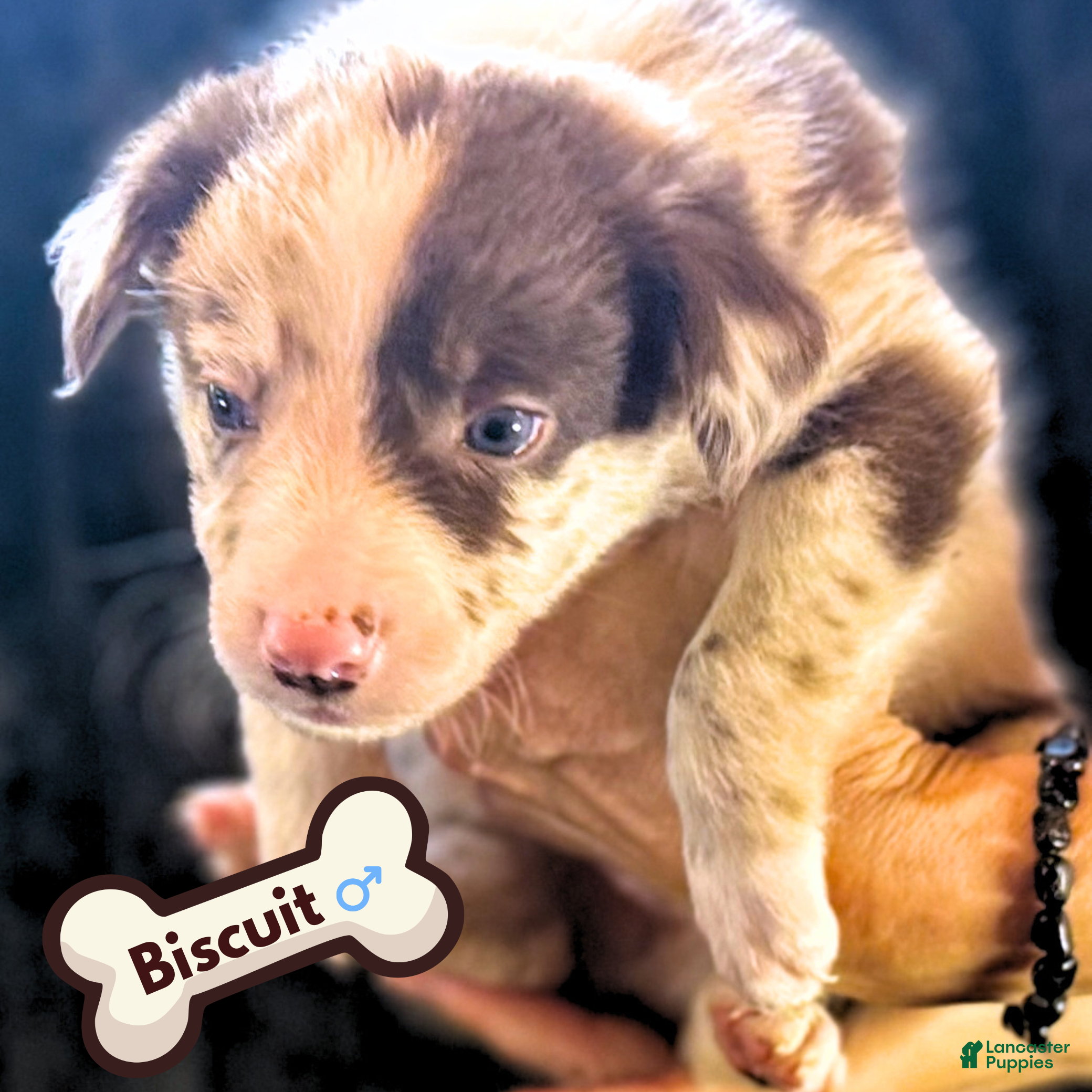 Biscuit