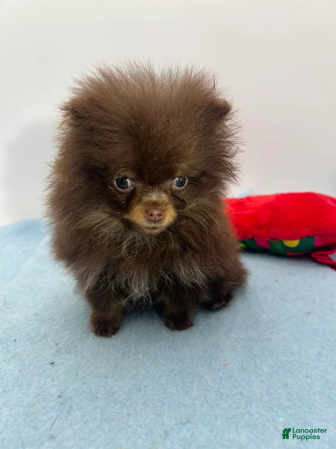 Pomeranian dogs for sale: Pomeranian Puppy 1 - Ad 8