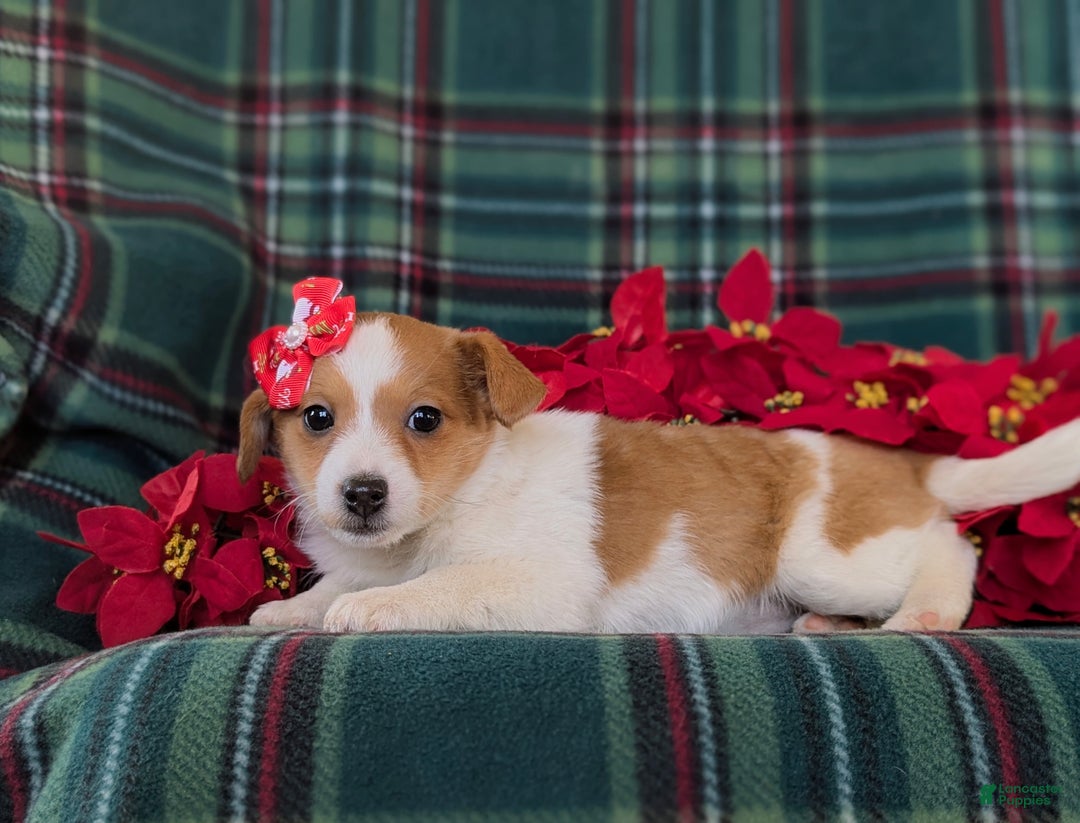 Jackapoo dogs for sale: Brooke - Ad 4