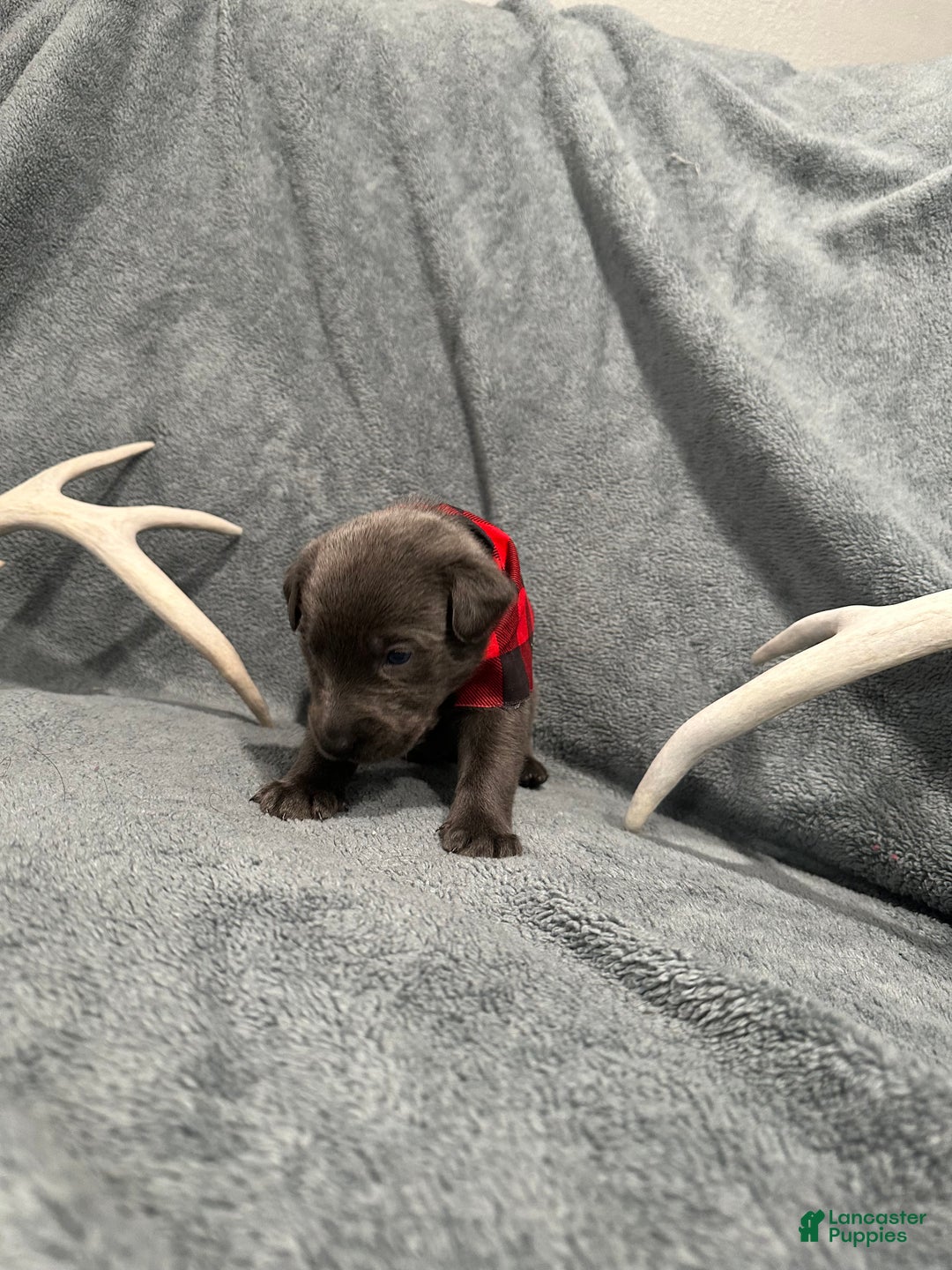 Labrador Retriever dogs for sale: Ash  - Ad 2