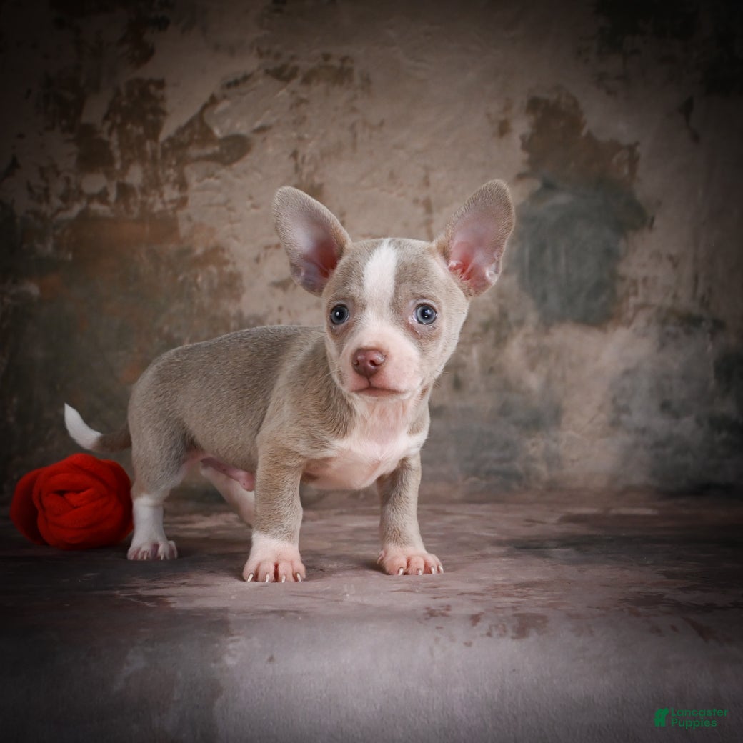 Chihuahua dogs for sale: Jay - Ad 8