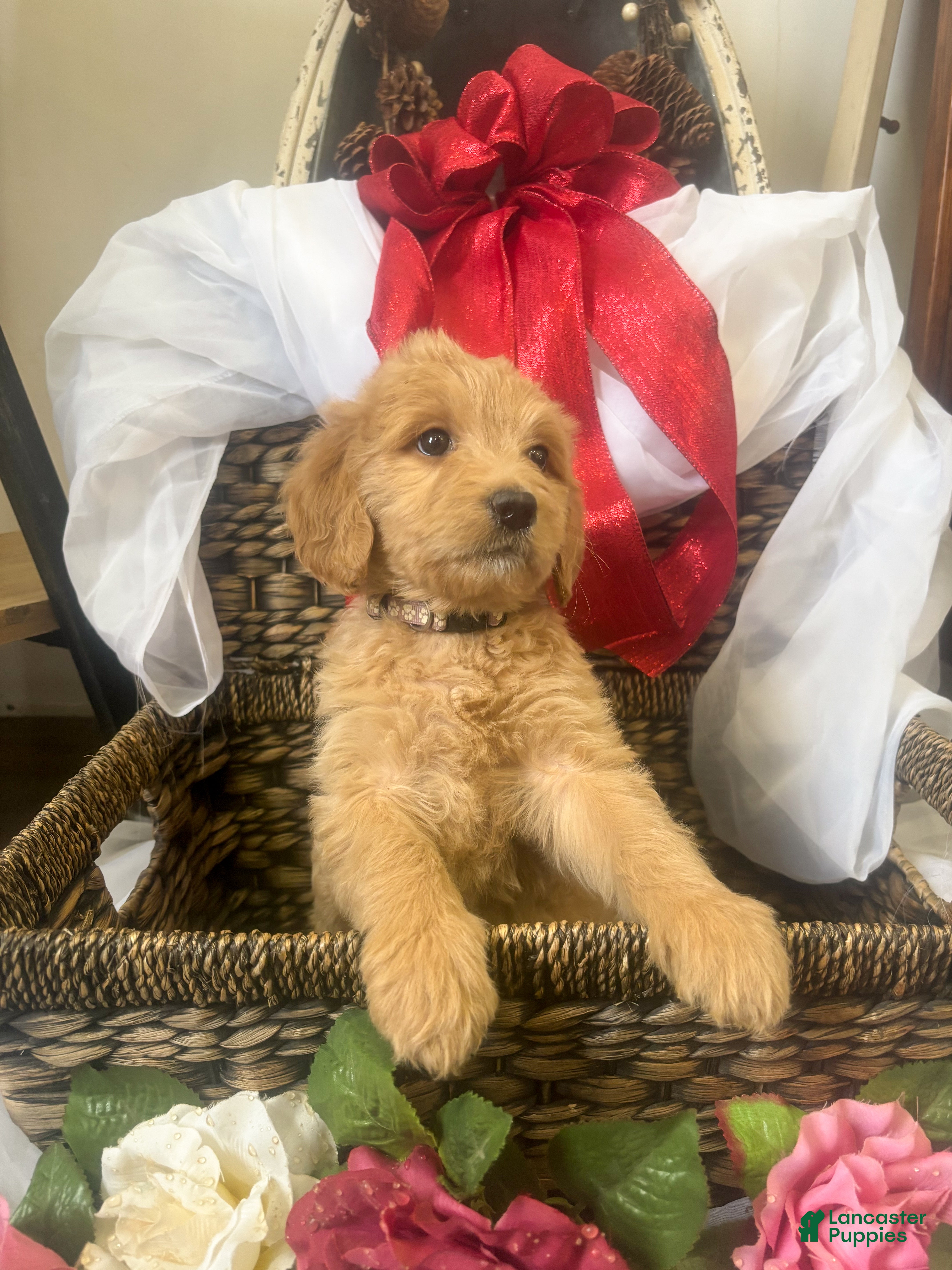 Goldendoodle dogs Toffee - Ad 21