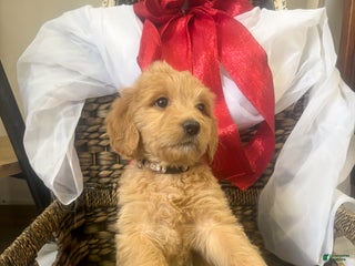 Goldendoodle dogs Toffee - Ad 40