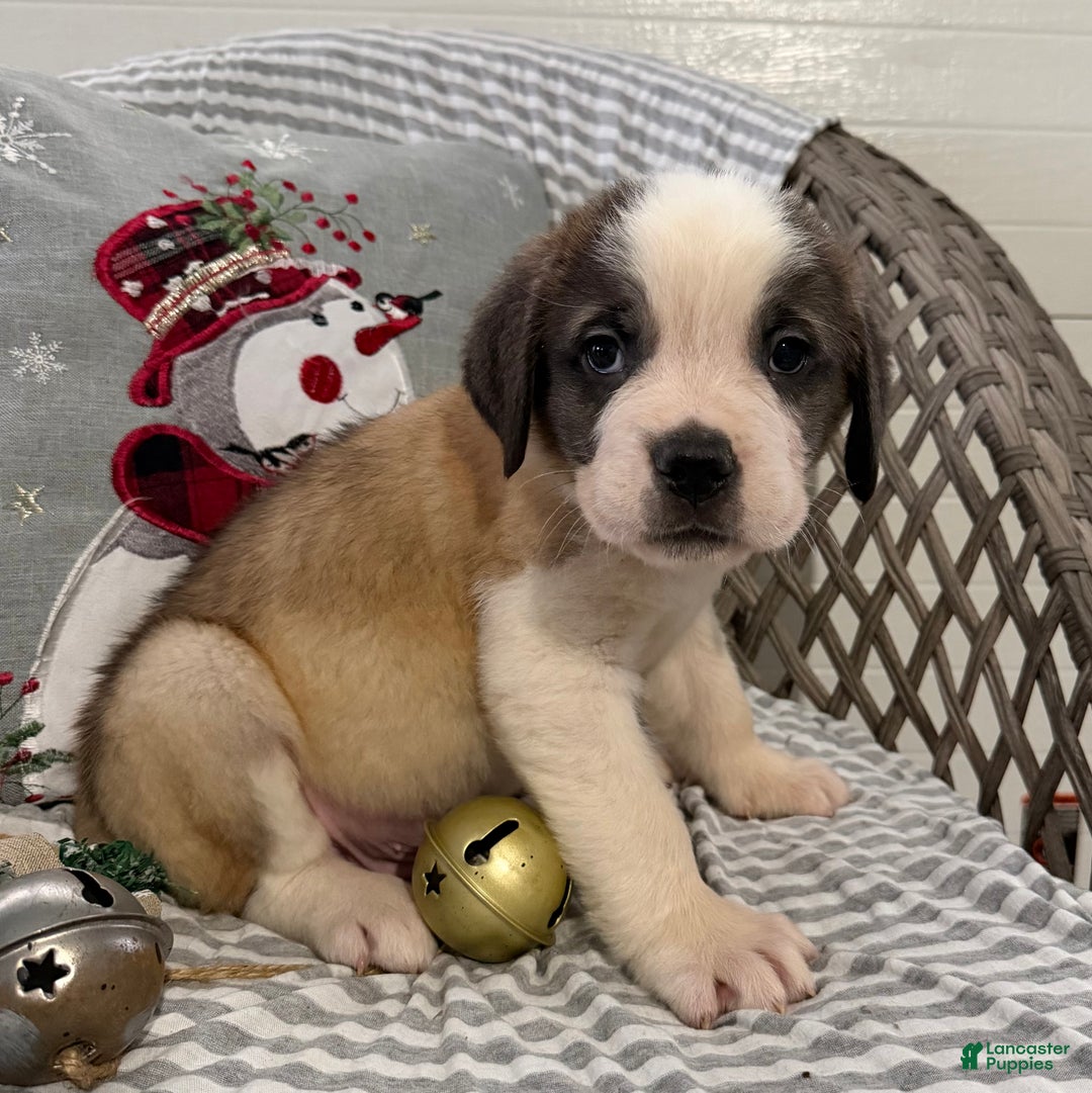 Saint Bernard dogs for sale: Rambler - Ad 4