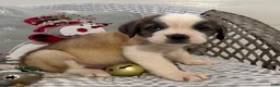 Saint Bernard dogs for sale: Rambler - Ad 4