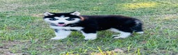 Siberian Husky dogs for sale: Siberian Husky Puppy 1 - Ad 14