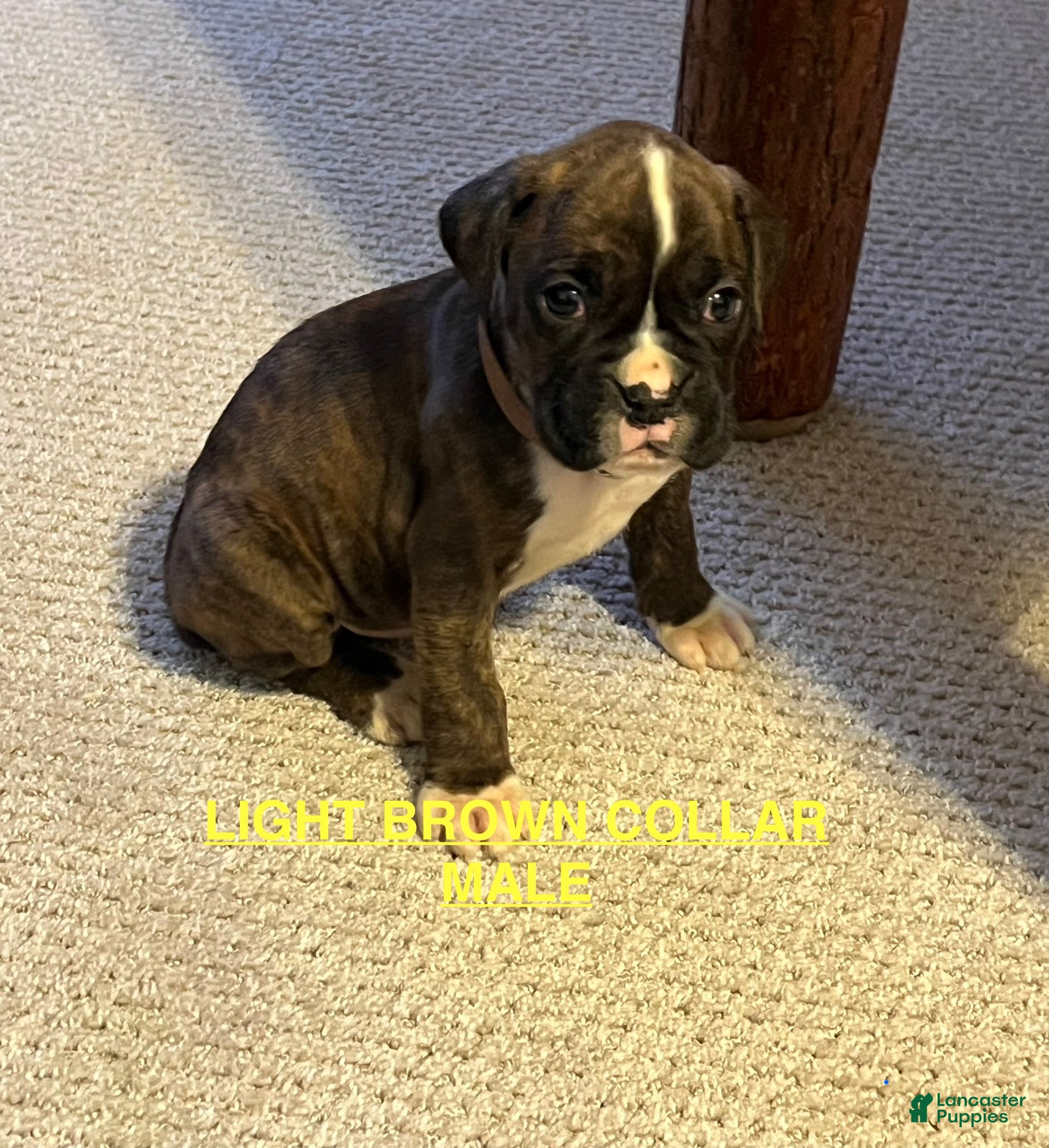 Boxer dogs Boxer Puppy 4 - Ad 6