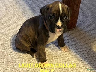 Boxer dogs Boxer Puppy 4 - Ad 36