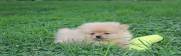 Pomeranian dogs for sale: Finn - Ad 14