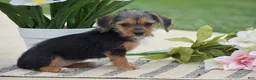 Dorkie dogs for sale: Lavender - Ad 4