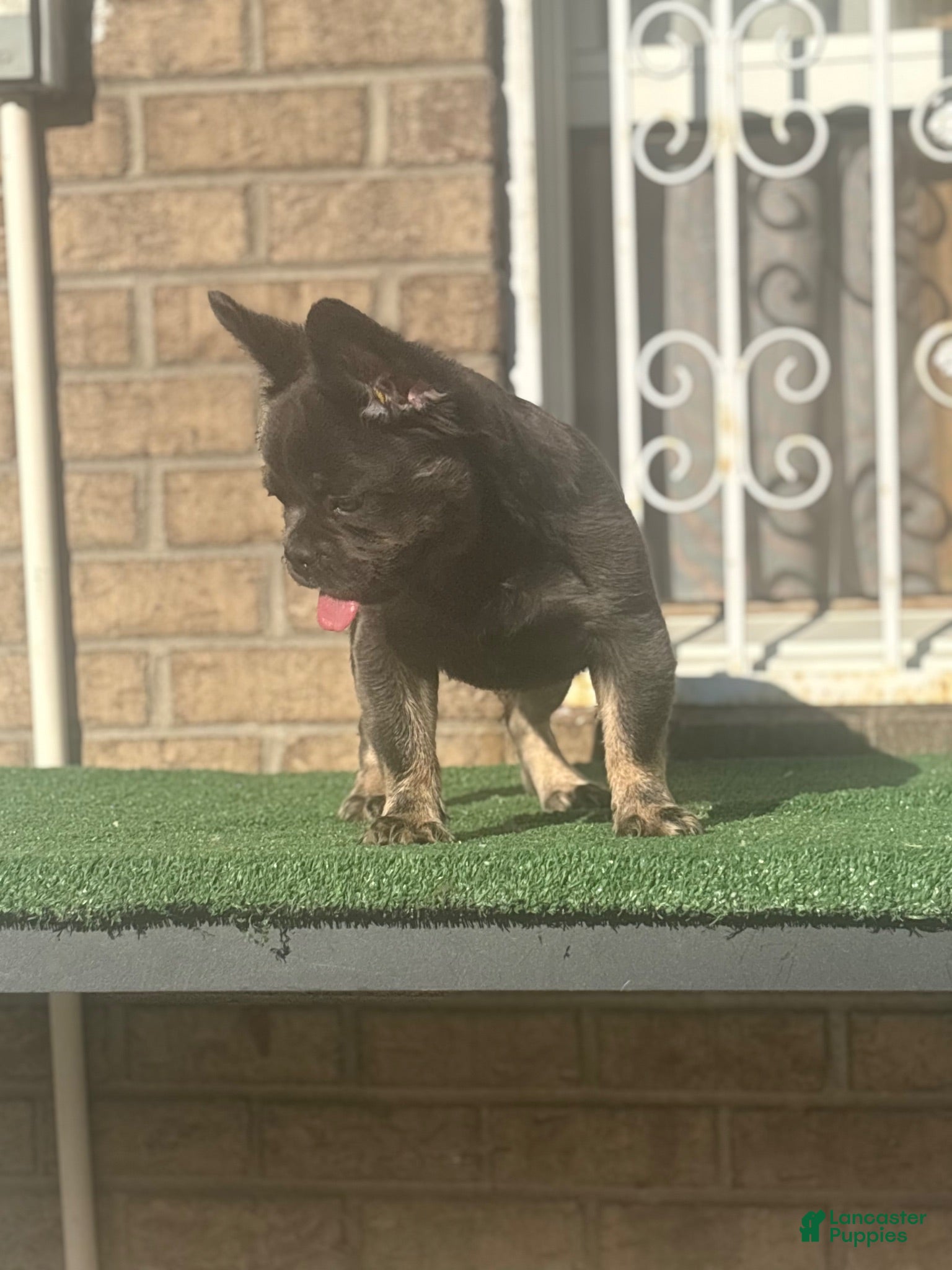 French Bulldog dogs French Bulldog 1 - Ad 2