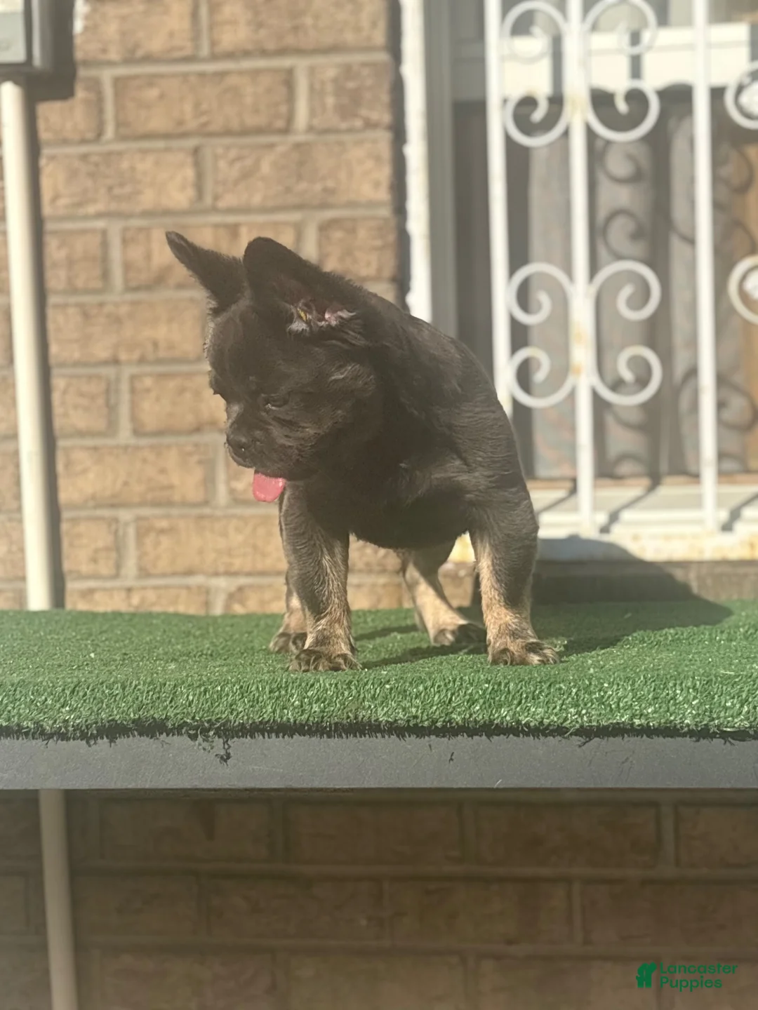 French Bulldog dogs for sale: French Bulldog 1 - Ad 2
