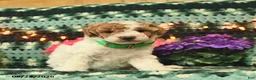 Mini Goldendoodle dogs for sale: Jolly Girl  - Ad 3