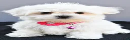 Maltese dogs for sale: Hailey - Ad 1