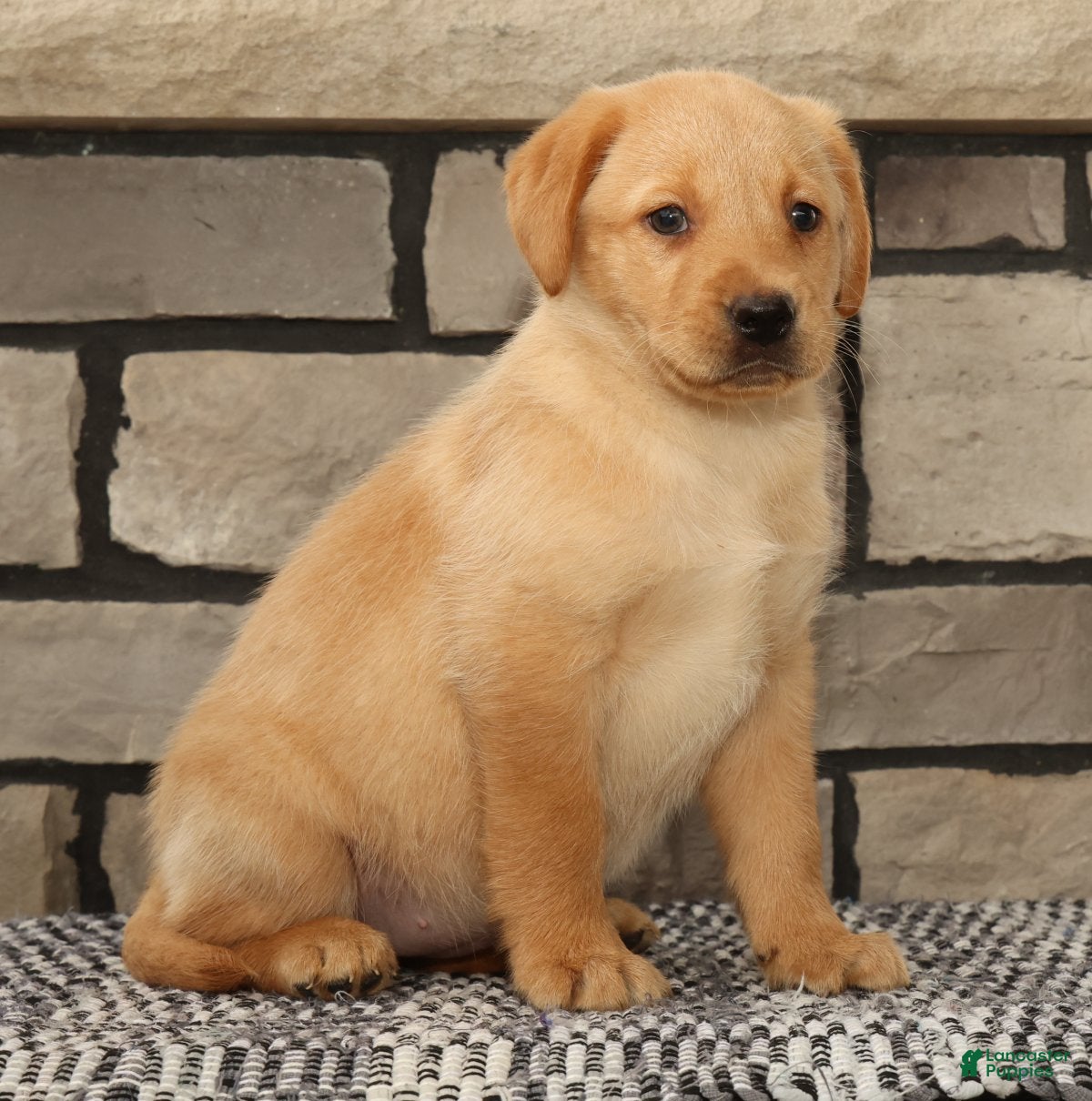 Labrador Retriever dogs Kelly - Ad 2