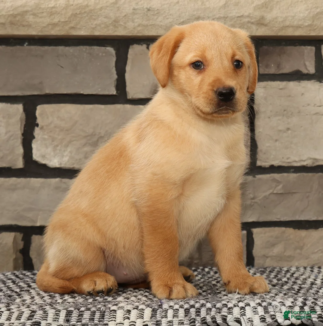 Labrador Retriever dogs for sale: Kelly - Ad 2