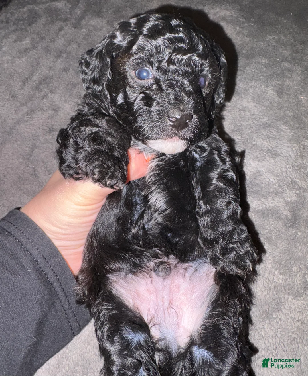 Toy Poodle dogs for sale: Midnight - Ad 2