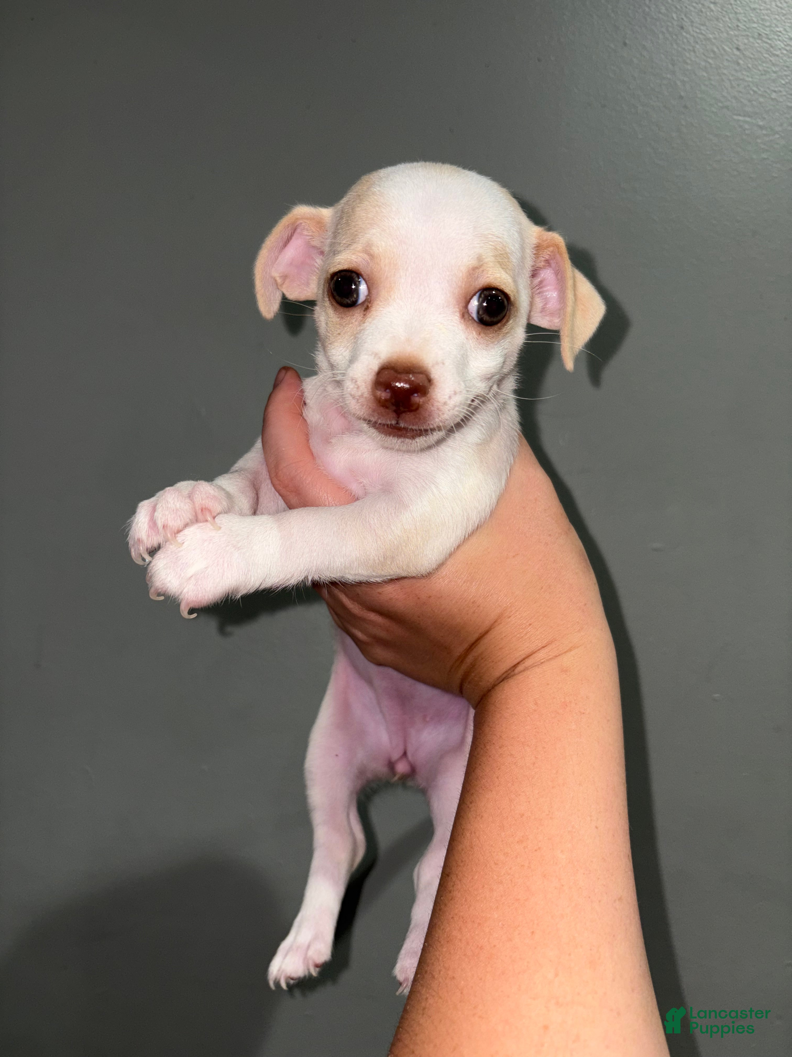 Chihuahua dogs for sale: Daisy  - Ad 1