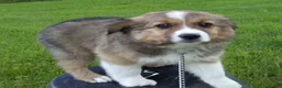 Australian Shepherd dogs for sale: Timmy - Ad 3