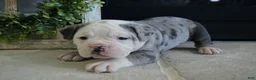 Olde English Bulldogge dogs for sale: Pepsi - Ad 4