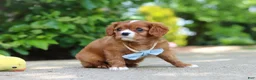 Cavalier King Charles Spaniel dogs for sale: Charlie - Ad 14