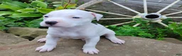American Pit Bull Terrier dogs for sale: OREO - Ad 5