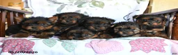 Yorkshire Terrier dogs for sale: Lena - Ad 5