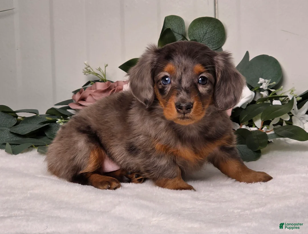 Miniature Dachshund dogs for sale: Jasmine - Ad 2