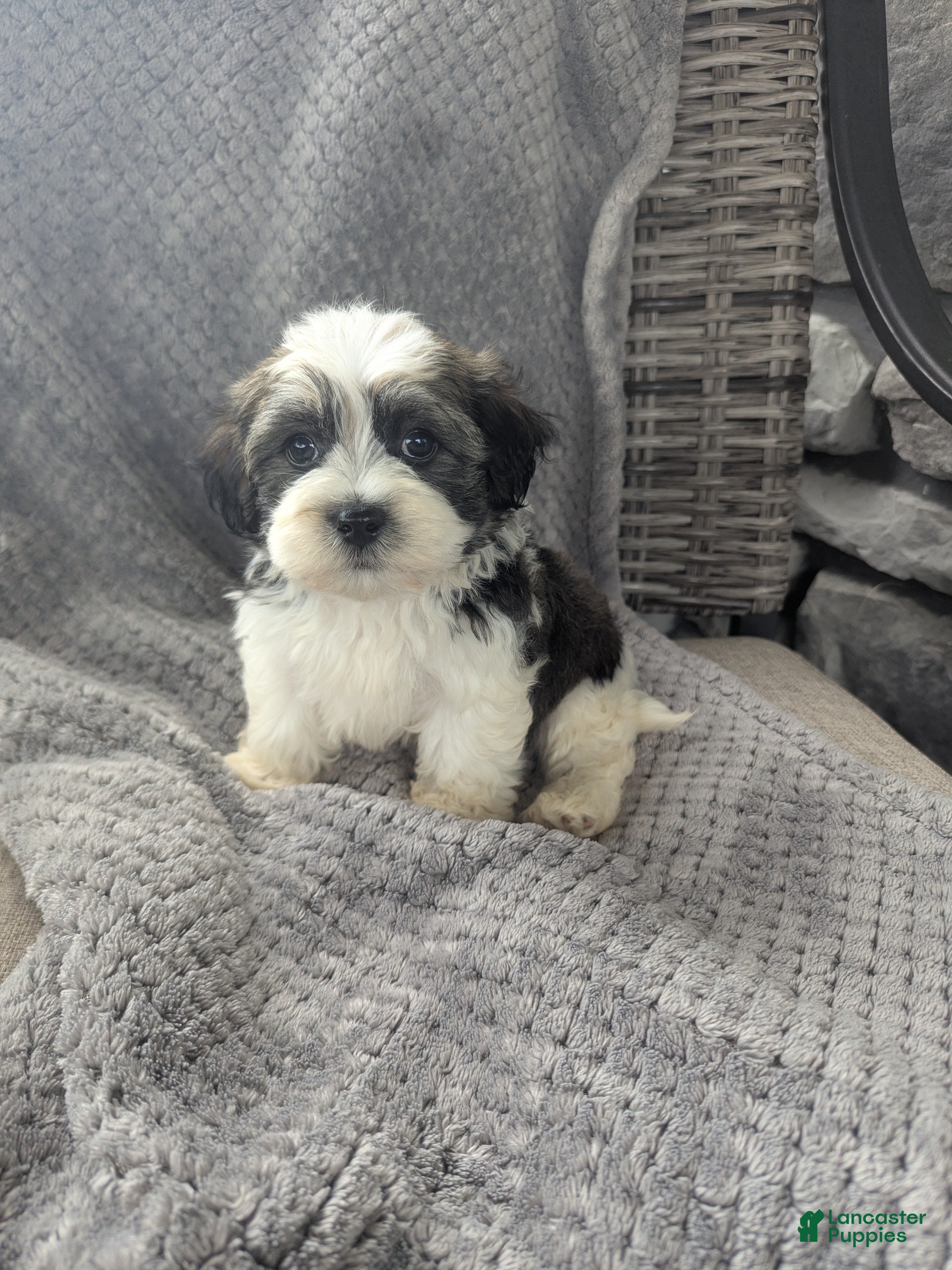 Havanese dogs Otis  - Ad 1