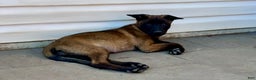 Belgian Malinois dogs for sale: Purple  - Ad 1
