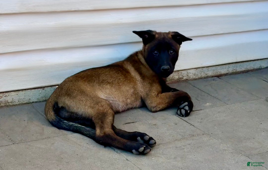 Belgian Malinois dogs for sale: Purple  - Ad 1