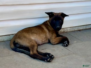 Belgian Malinois dogs Purple - Ad 33