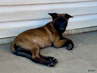 Belgian Malinois dogs Purple - Ad 24