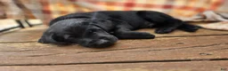 Labrador Retriever dogs for sale: Buck - Ad 5