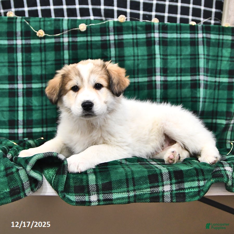 Great Pyrenees dogs Allie - Ad 12