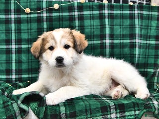 Great Pyrenees dogs Allie - Ad 5