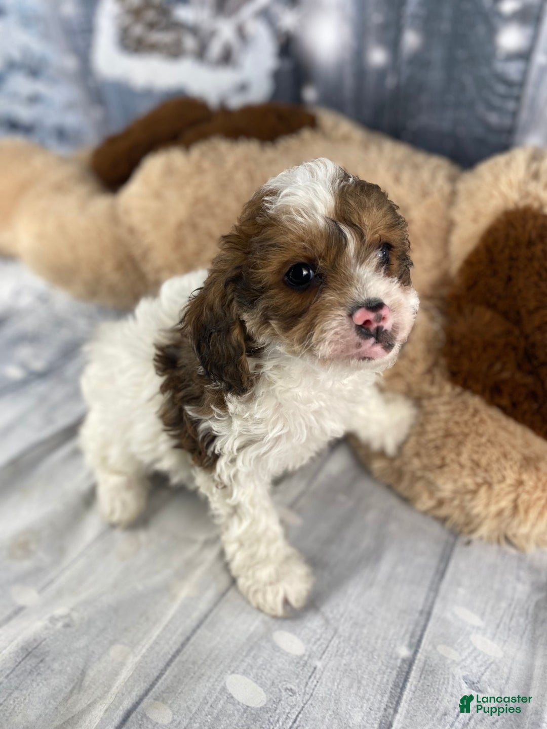 Cavapoo dogs for sale: Ranger - Ad 3