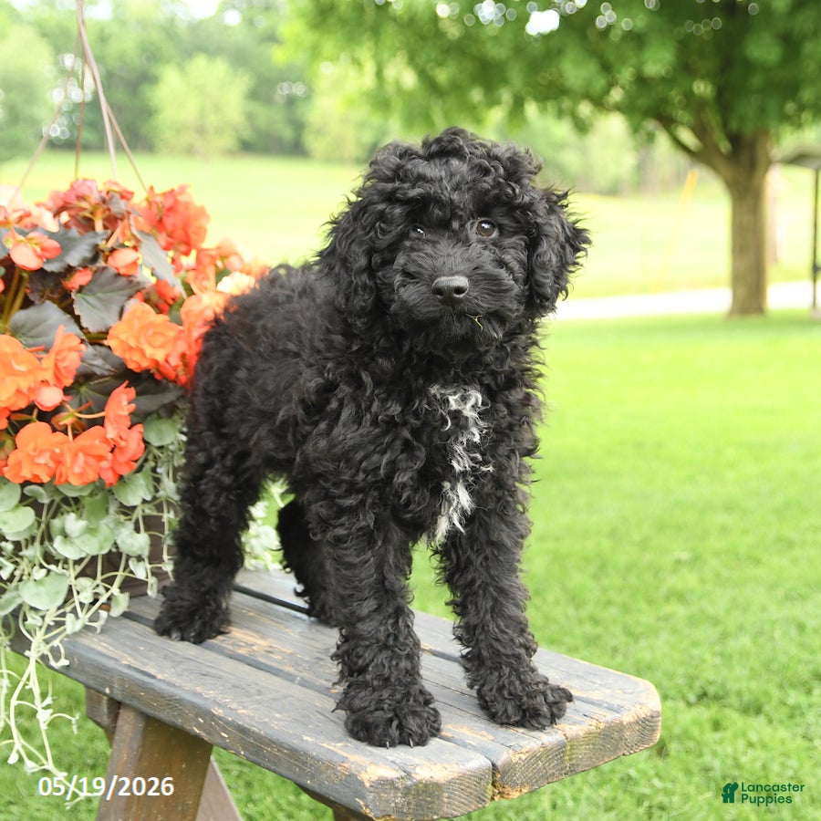 Cockapoo dogs Riley - Ad 2