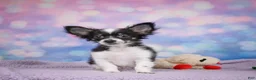 Chihuahua dogs for sale: winston - Ad 5