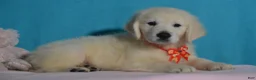 Golden Retriever dogs for sale: Tucker - Ad 3