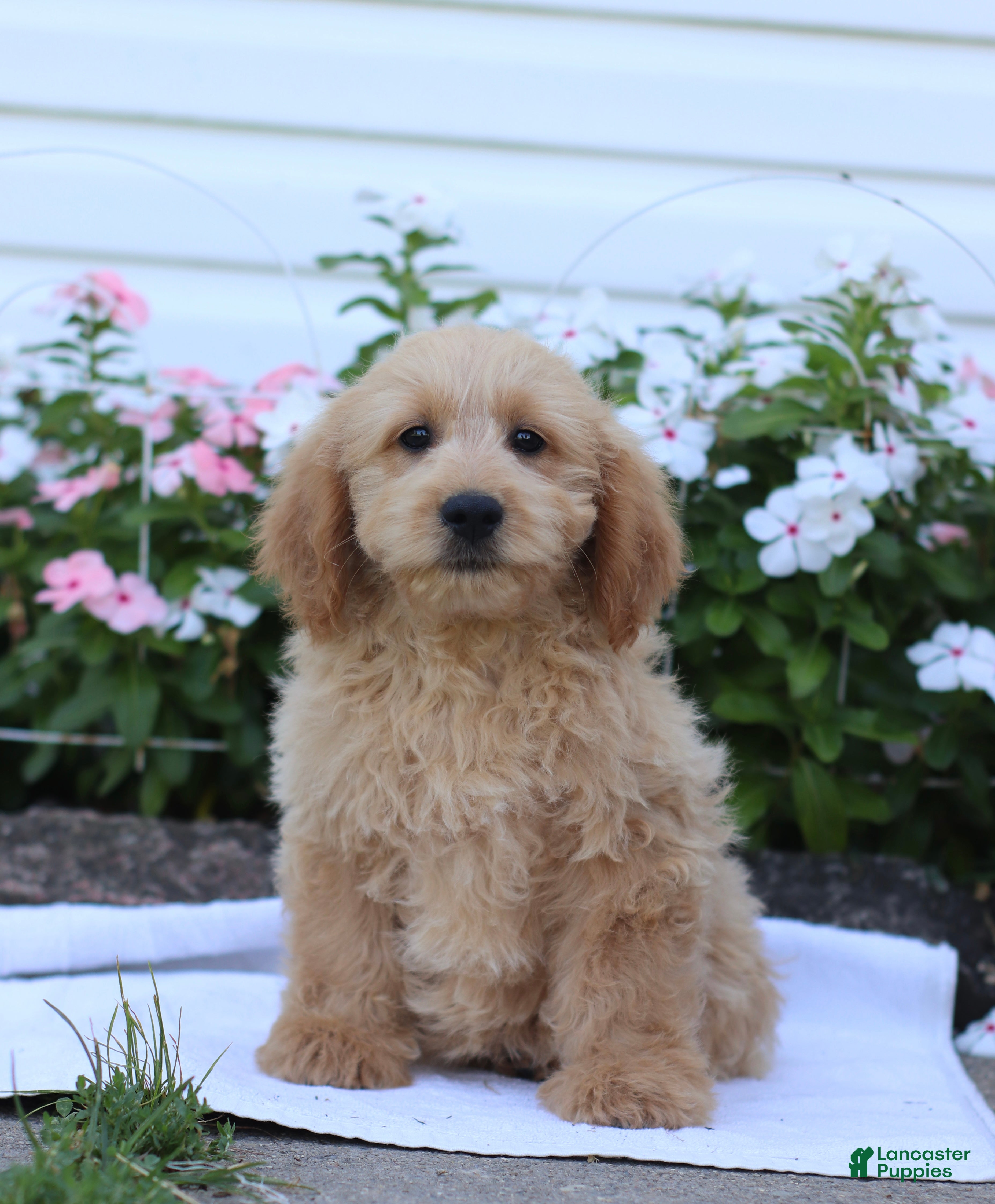 Mini Goldendoodle dogs Jethro - Ad 1