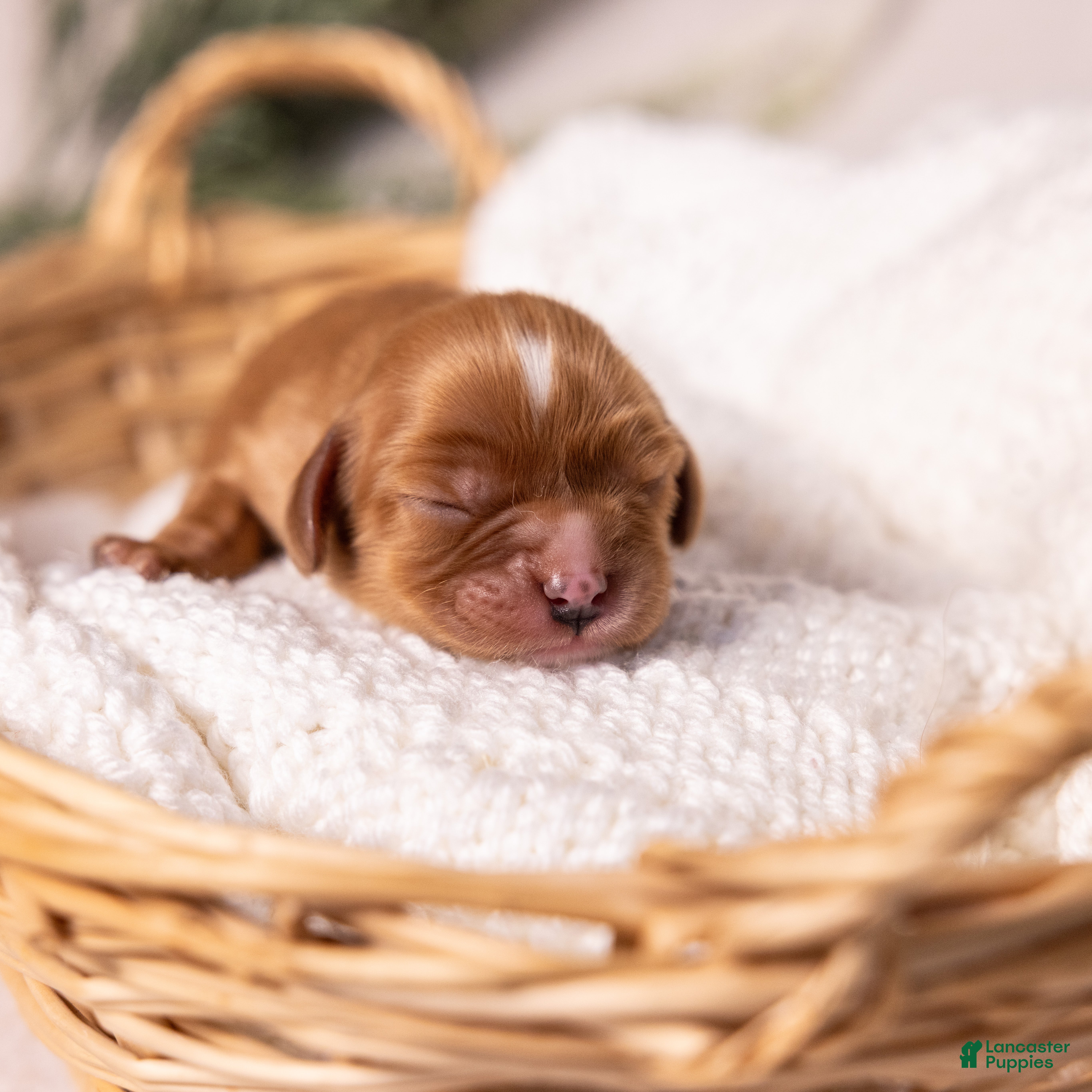 Cavalier King Charles Spaniel dogs Stella - Ad 2