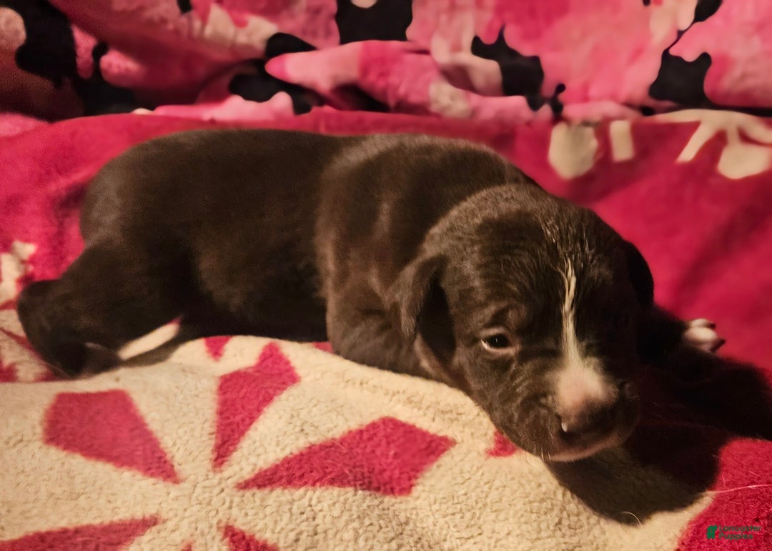Border Collie dogs for sale: Dori - Ad 6