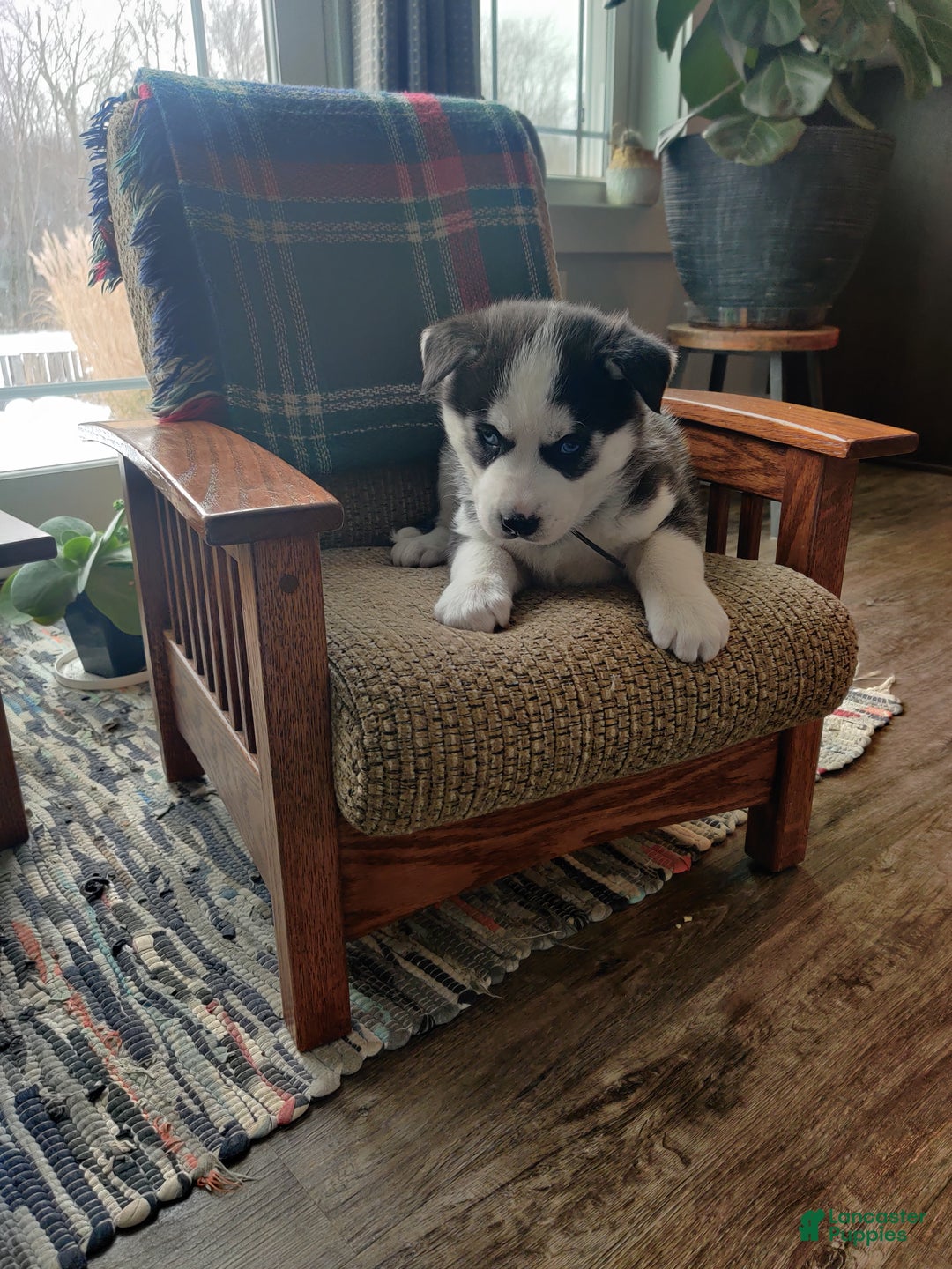 Siberian Husky dogs for sale: Aslan - Ad 3