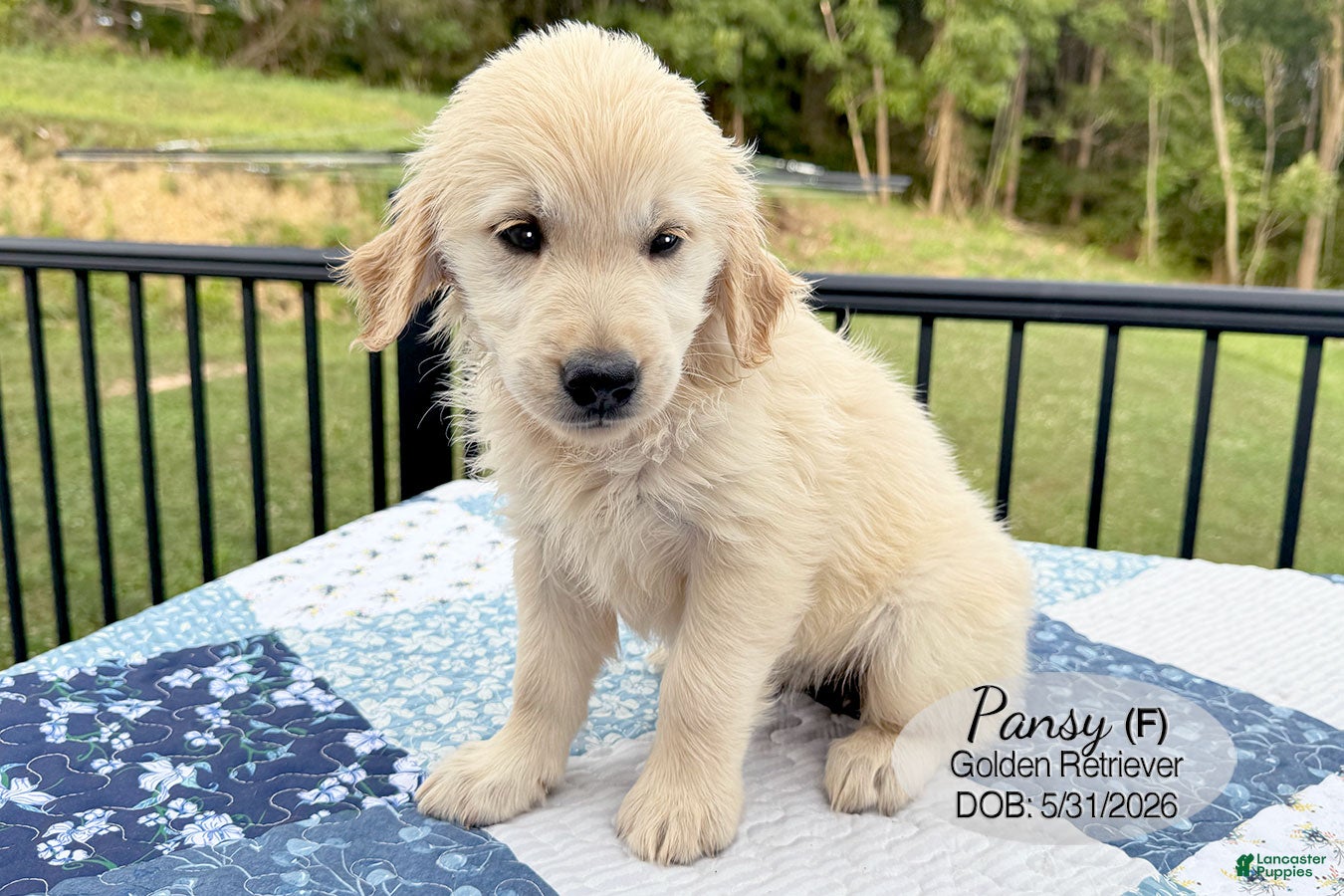 Golden Retriever dogs Pansy - Ad 2